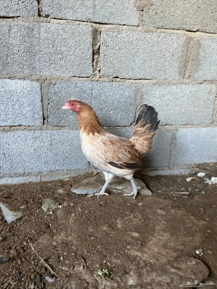دجاج بلدي للبيع 0