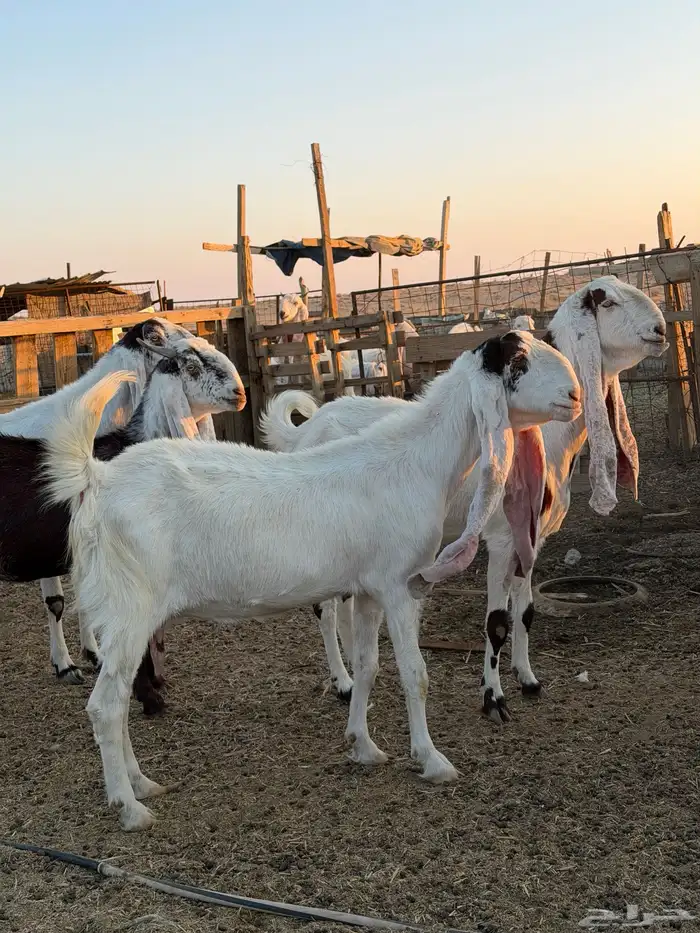 معزاء هولنديات 50