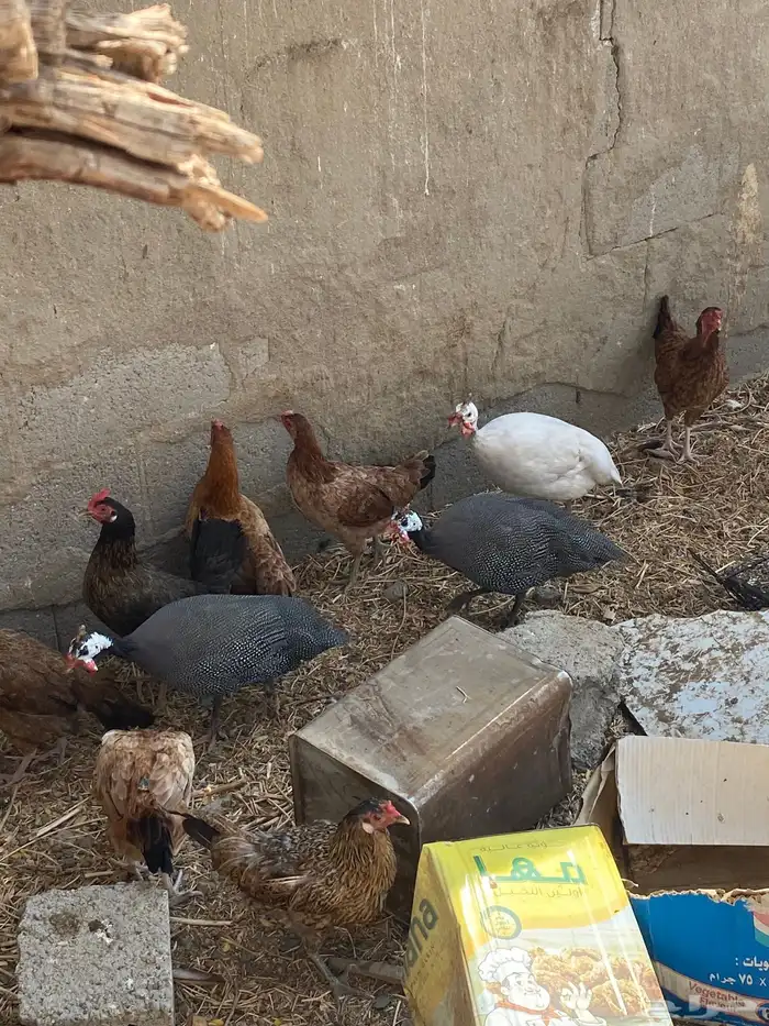 ثلاث دجاج حبشي 3