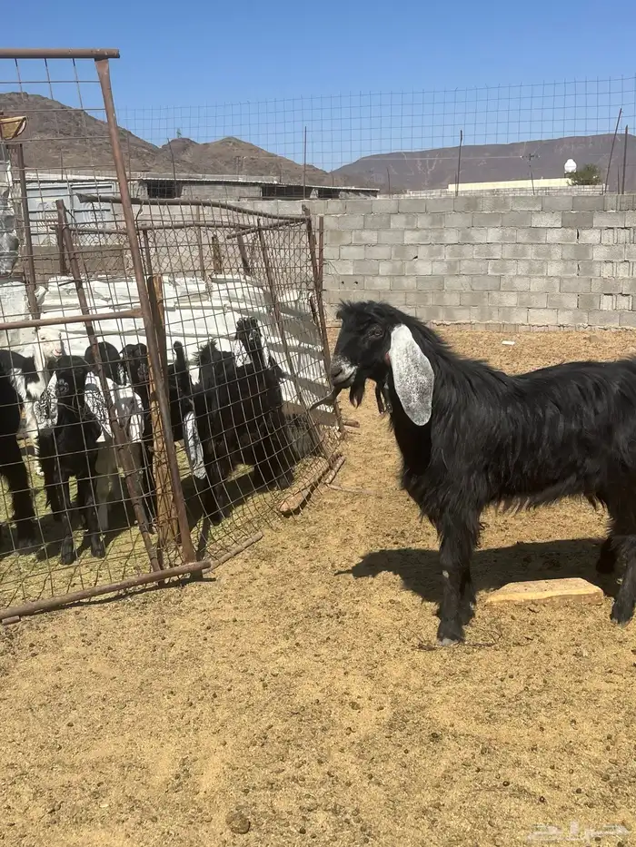 تيس عارضي فحل 2