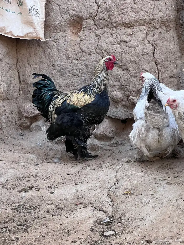 دجاج براهما يحجب 4