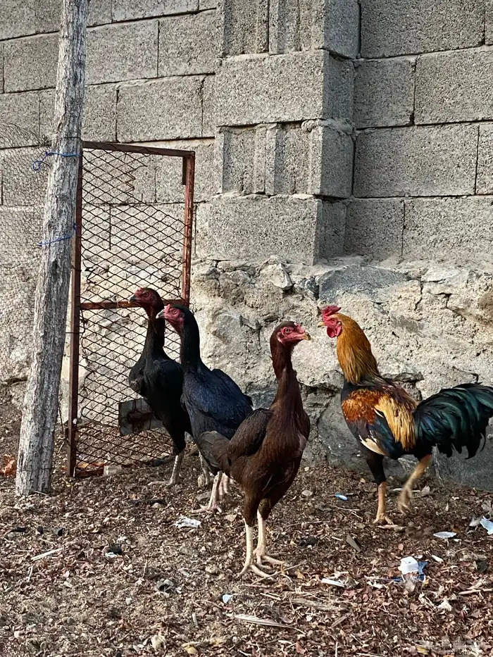 دجاج باكستاني اصل 5