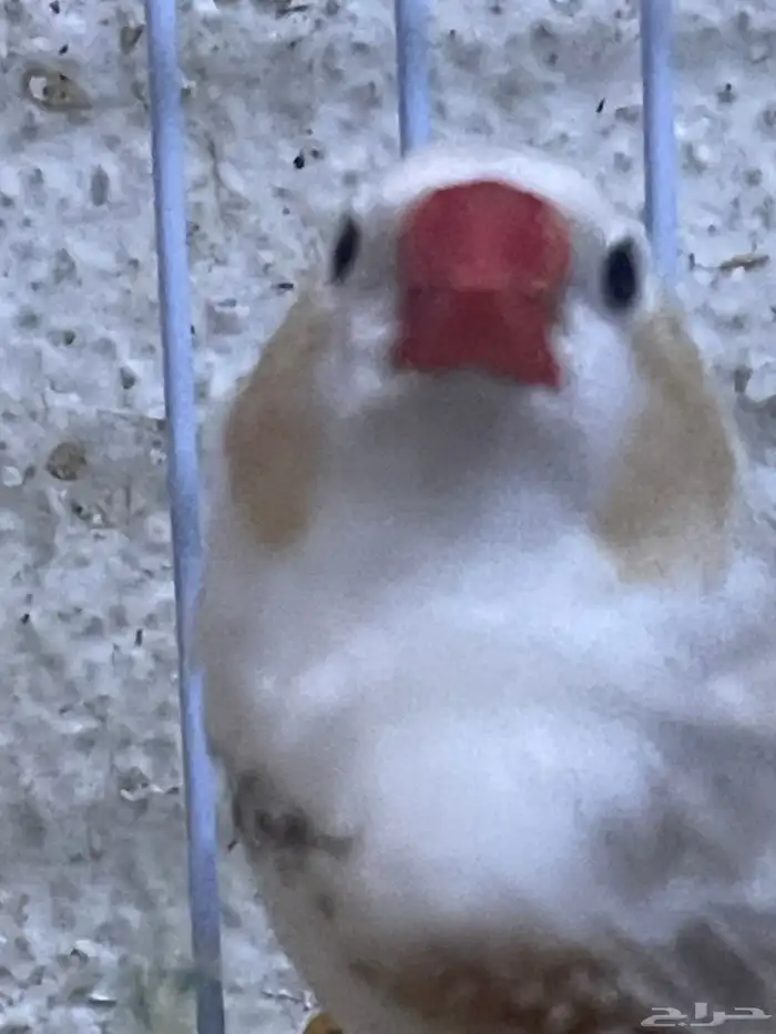 اسلام عليكم ورحمة الله وركاته عندي ثنين زيبرا نضيفين جدااا 3