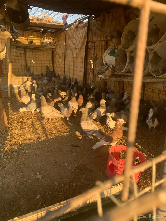 البيع حمام سلفر سوبر جانبو 0