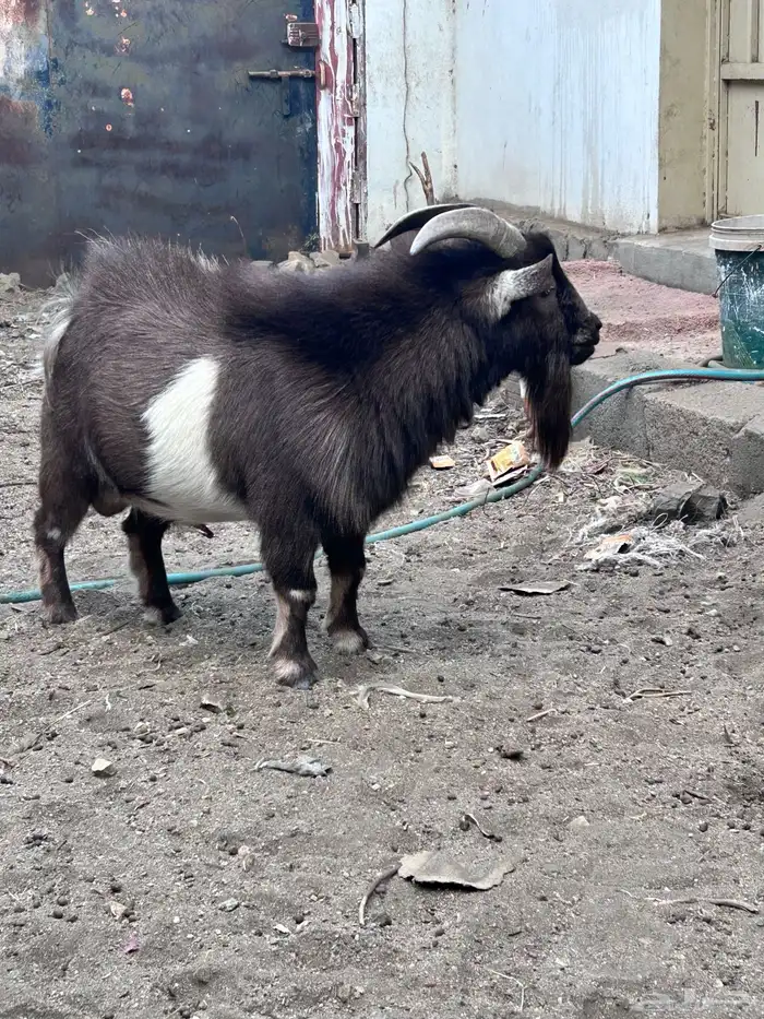 فحل قزمي ثني 0