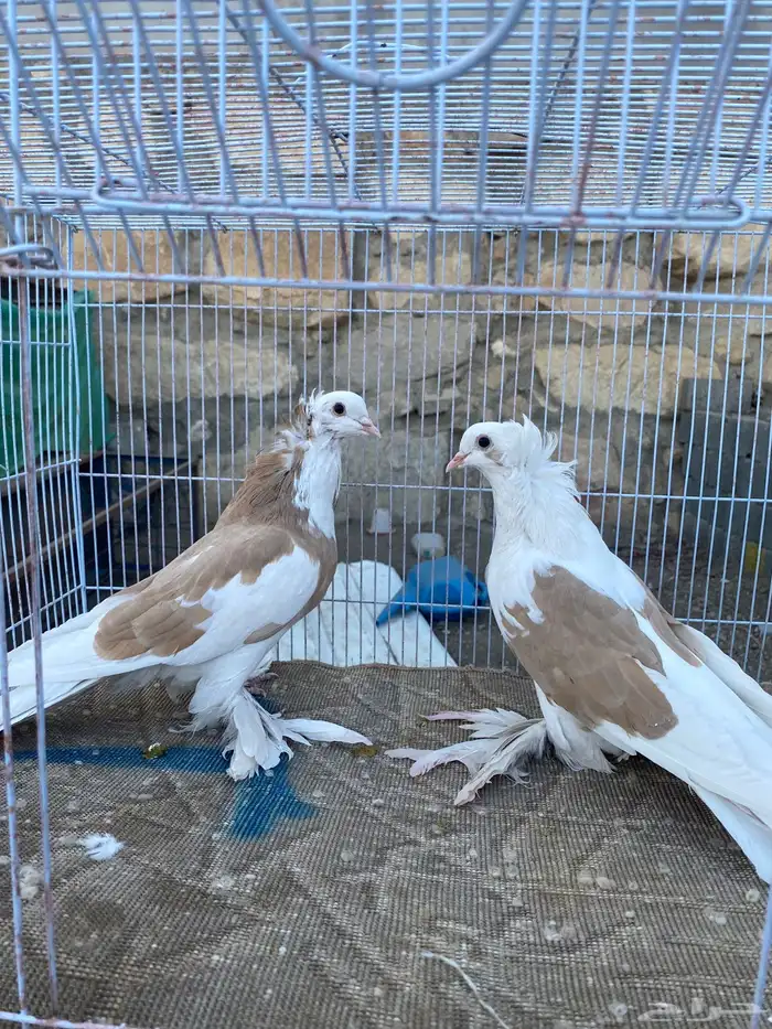 اعراض لكم حمام روسي قوقازي مذيلات قلاب 0