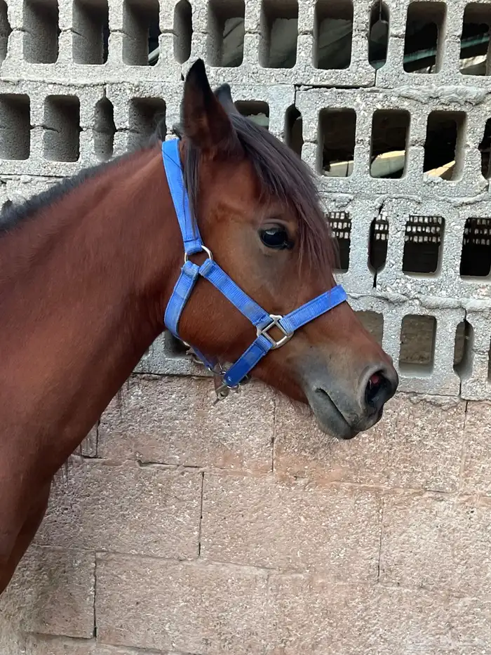 مهره شعبيه 2