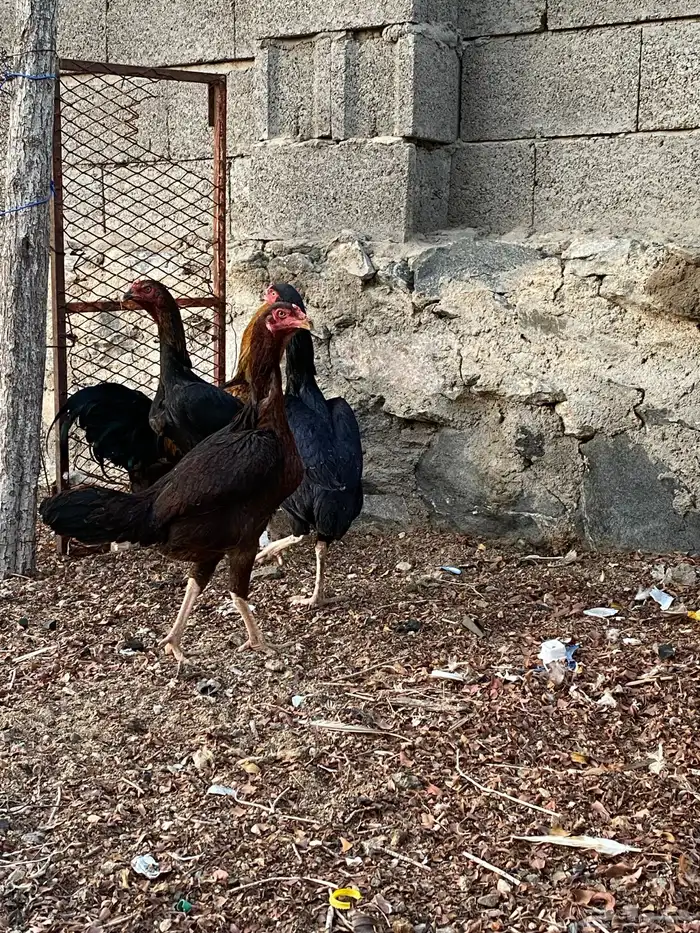 دجاج باكستاني اصل 2