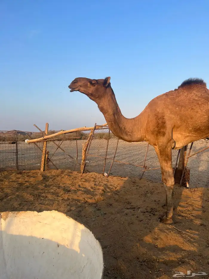 قعود فحل احمر طيب 13