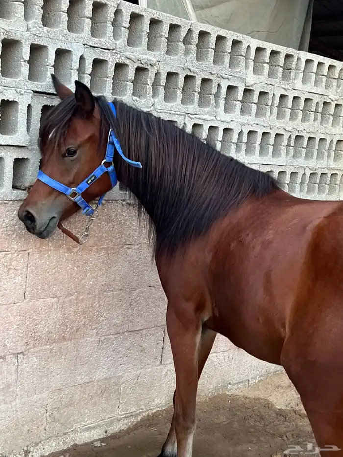 مهره شعبيه 0