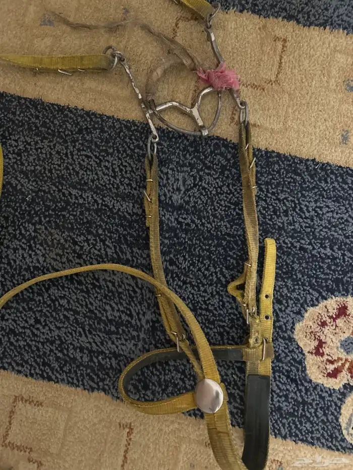 1 الجام H سلسه 2 ابو ركبه جديد للخيل الحاره 3