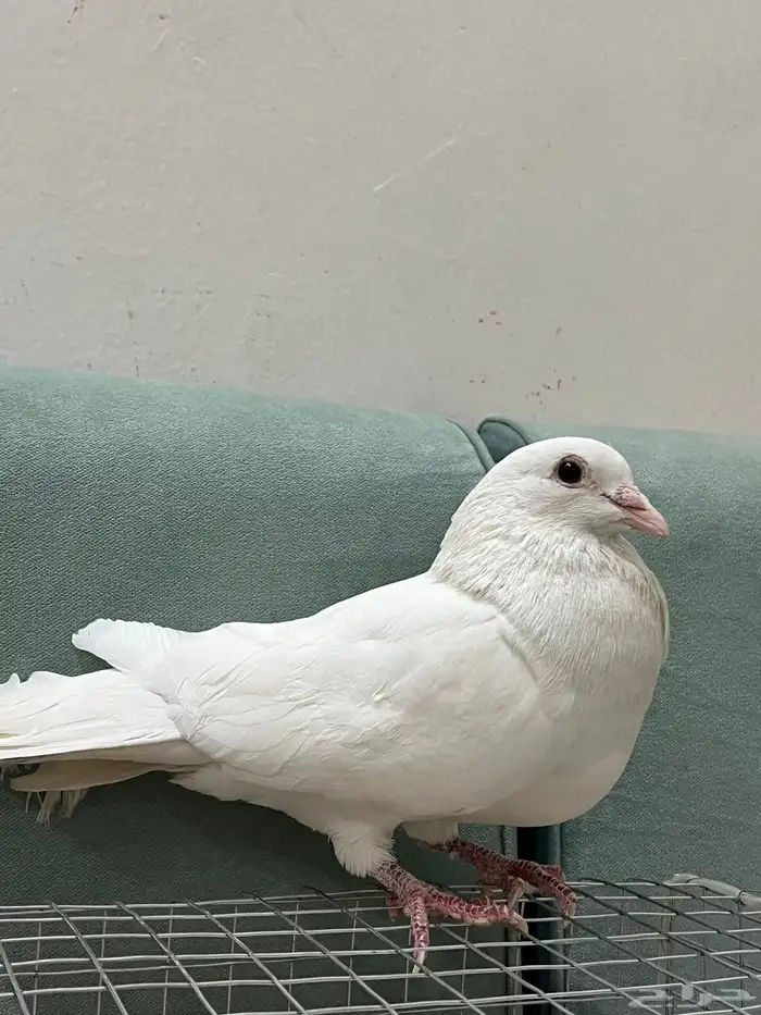 للبيع حمام حجم جامبو 0