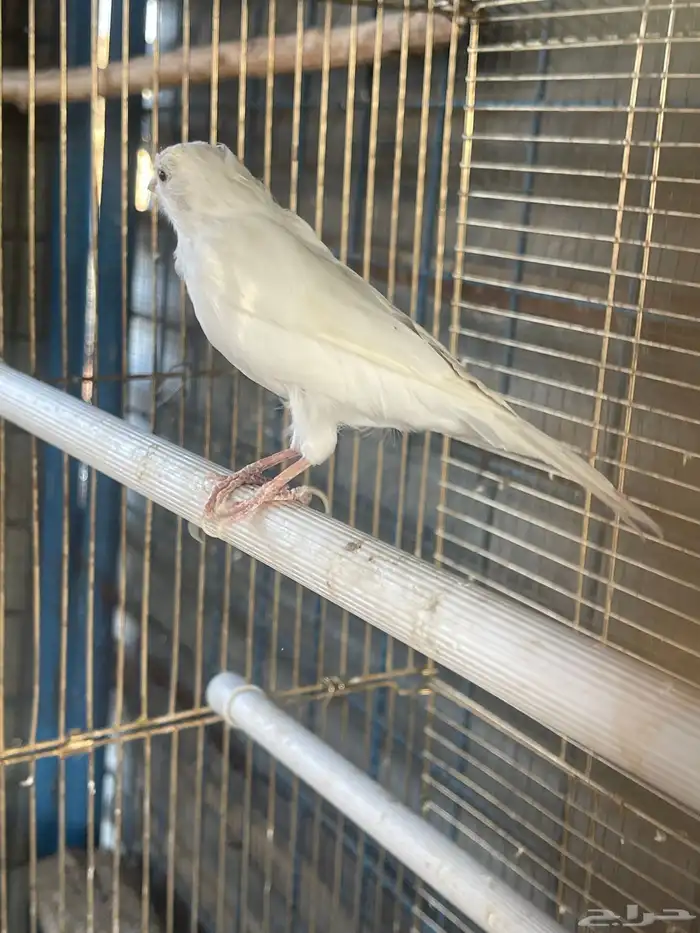 انثى كناري جاهزه للانتاج 2