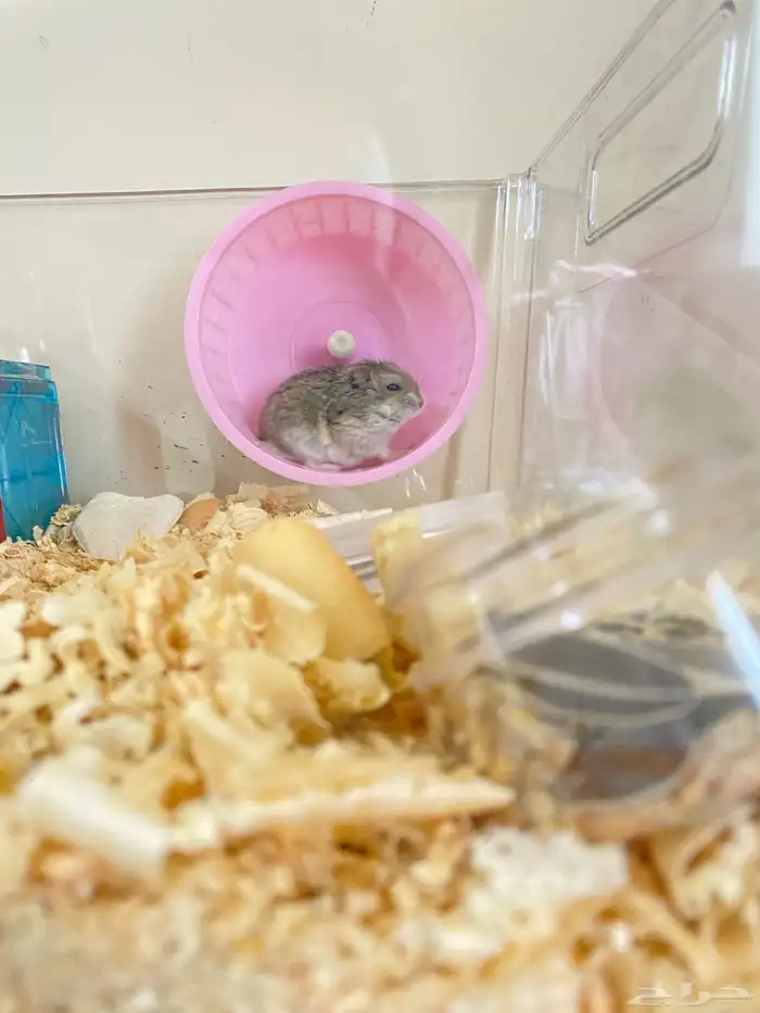 هامستر ونتر وايت 0