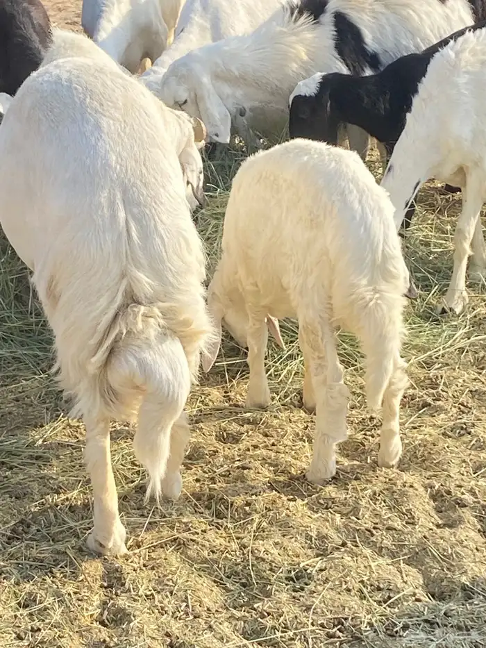 غنم للبيع جملة ضأن وماعز بيشة 13