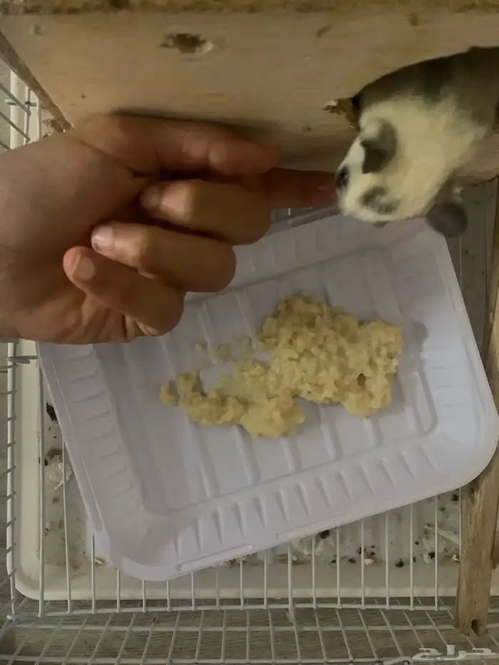 زوج سنجاب طاير 3