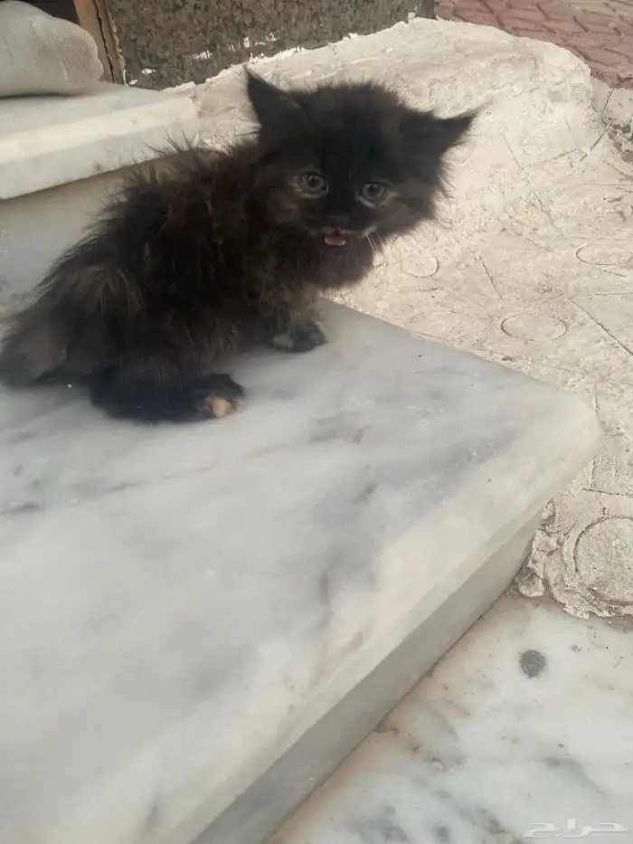 قطه للبيع شيرازيه 2