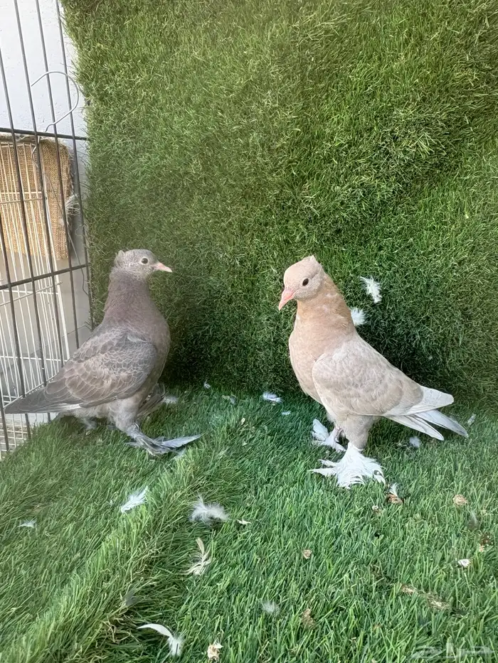 حمام صنعاني 1