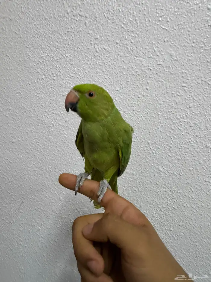 ترويض و فندقة ببغاوات خبرة 11 سنة 4