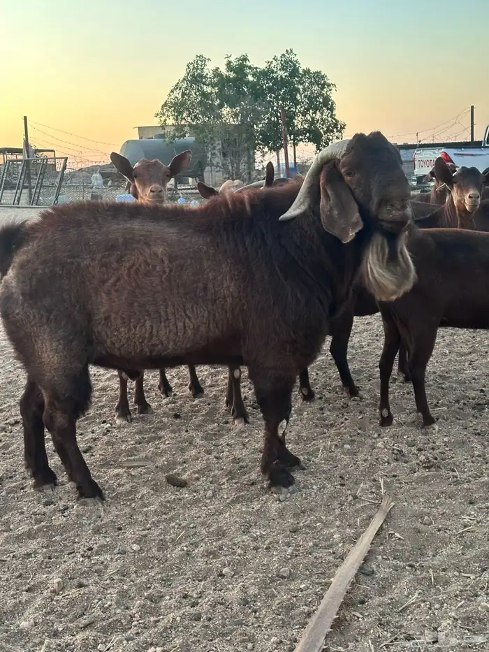 تيس كلهاري بيور 6