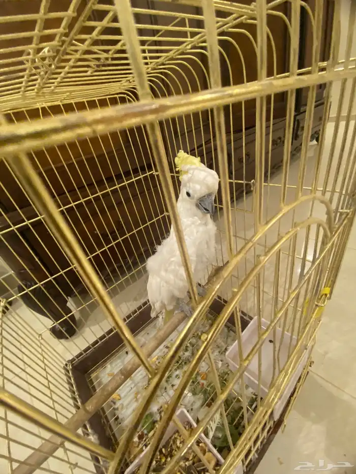 كوكاتو متكلم 3