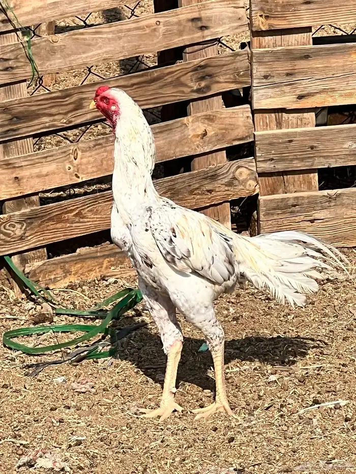 دجاج باكستناني 6