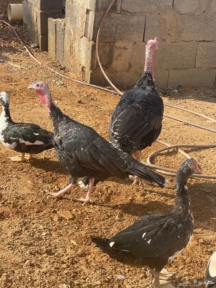 رومي منتج للبيع 2