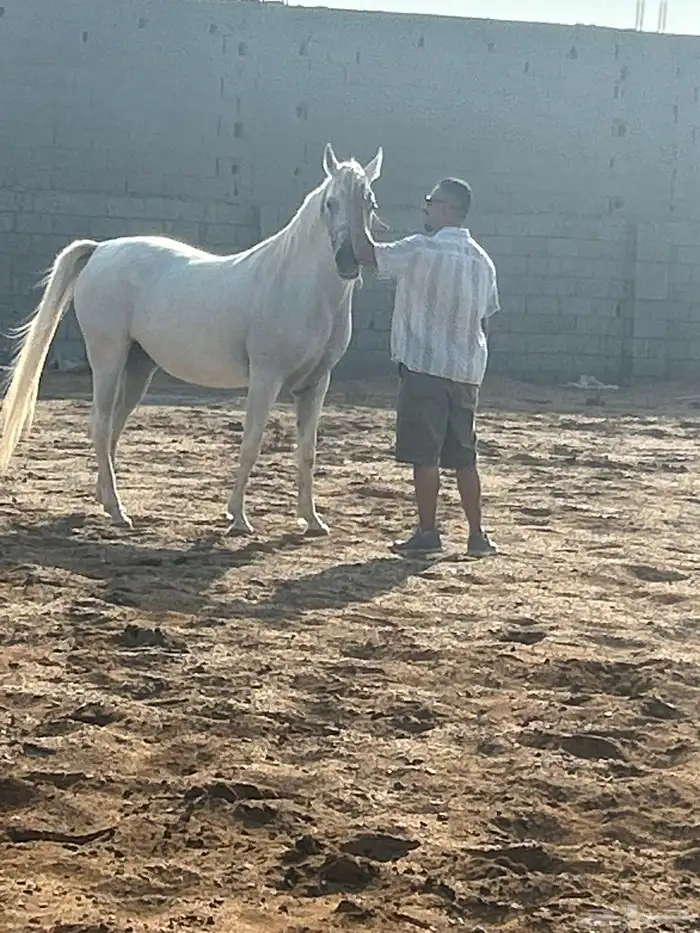 فرس مصري بيور 2