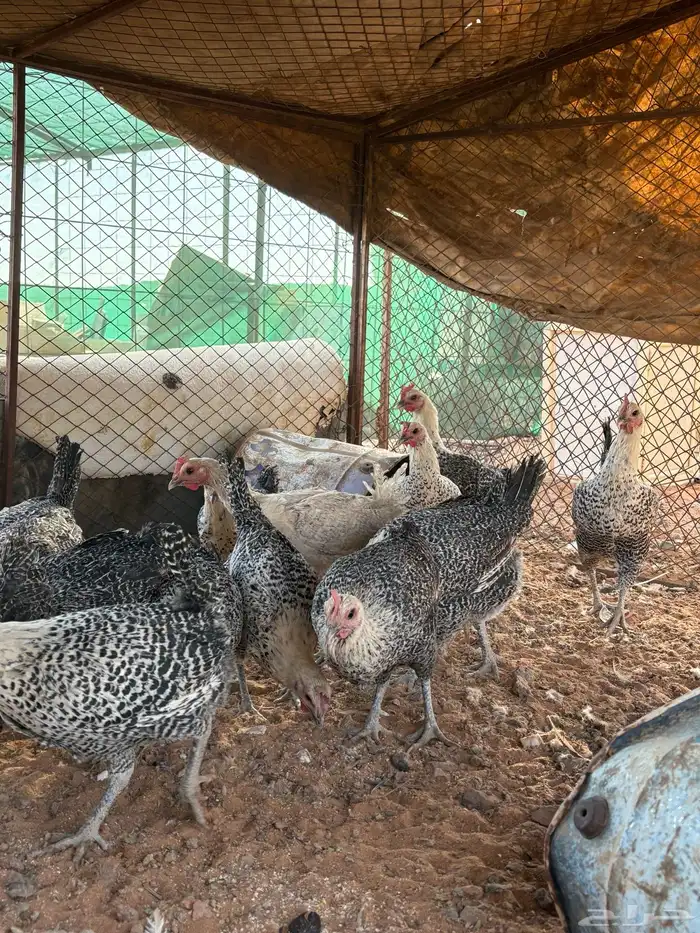 دجاج فيومي بياض 5