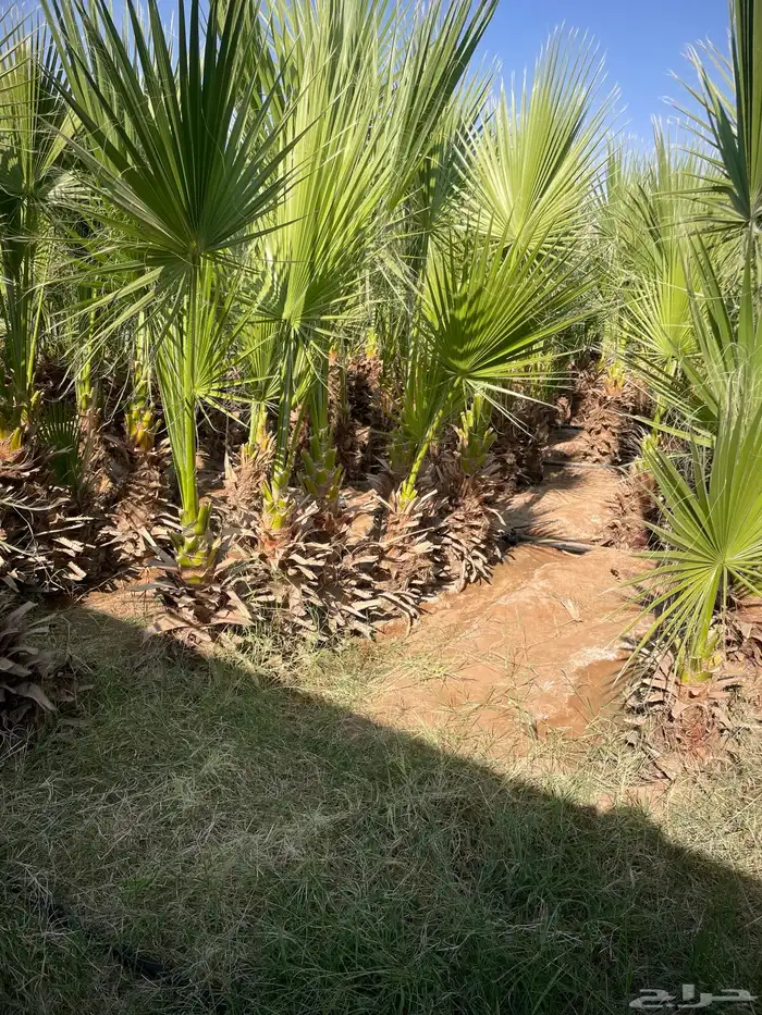 واشنطوني متفاوت الاطوال 8