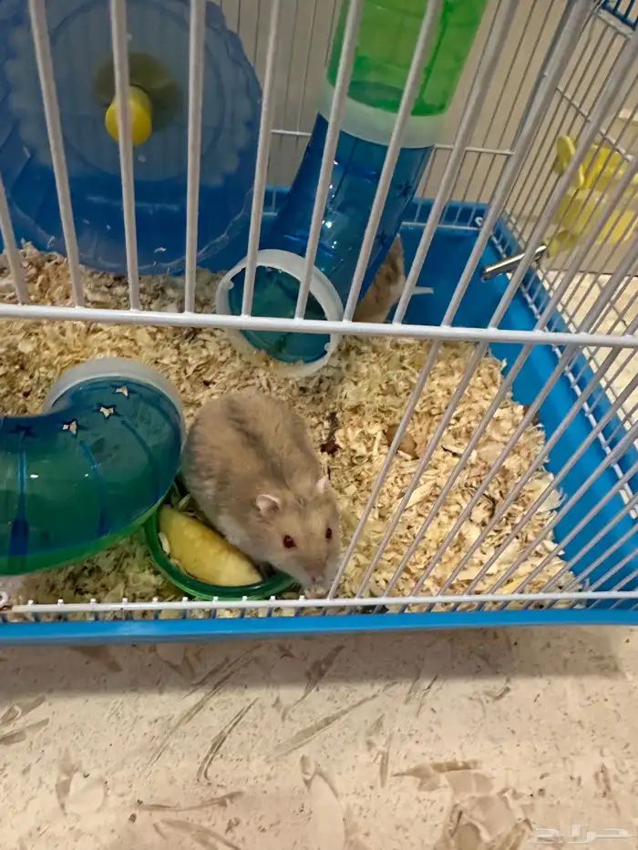 زوج همستر روسي منتج 1