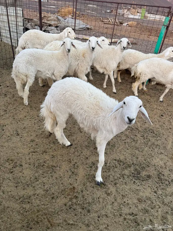 رخال جذعات للبيع 2