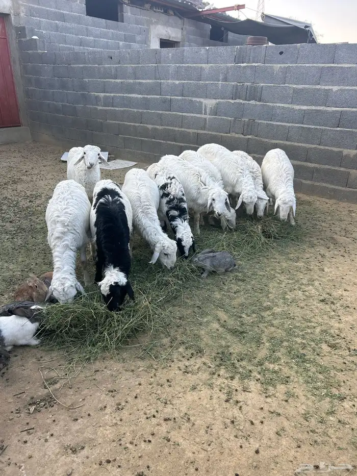 غنم حريه اعمار بين 3 الا 4 يوجد توصيل وذبح 1