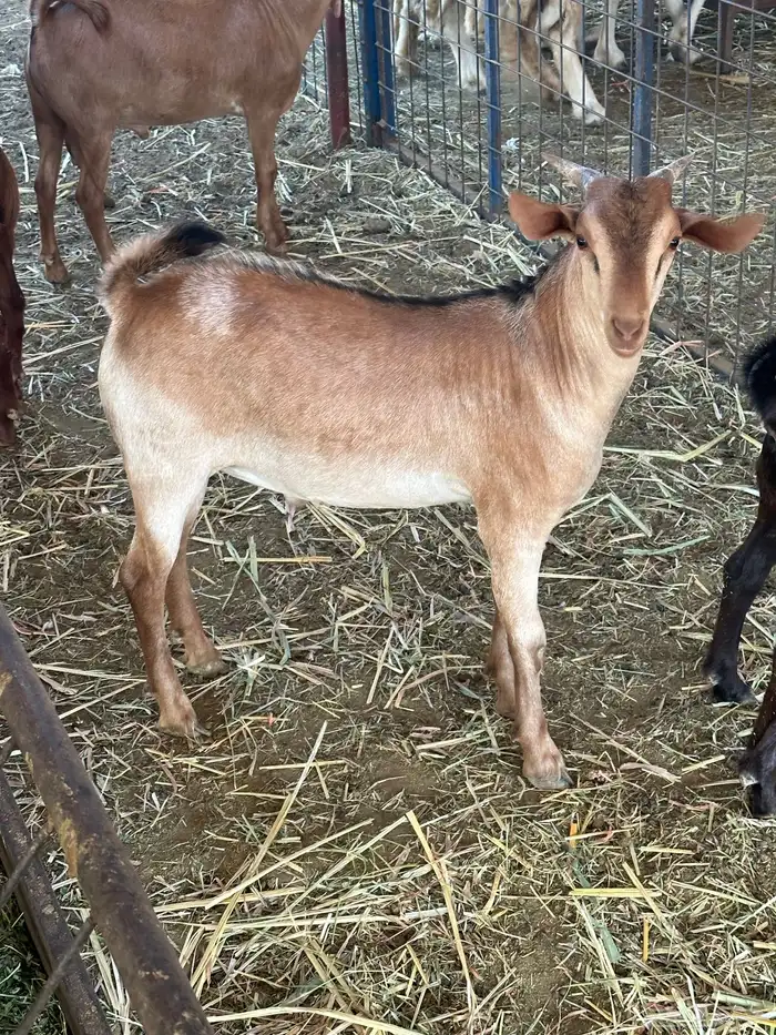 تيوس محايليه 0