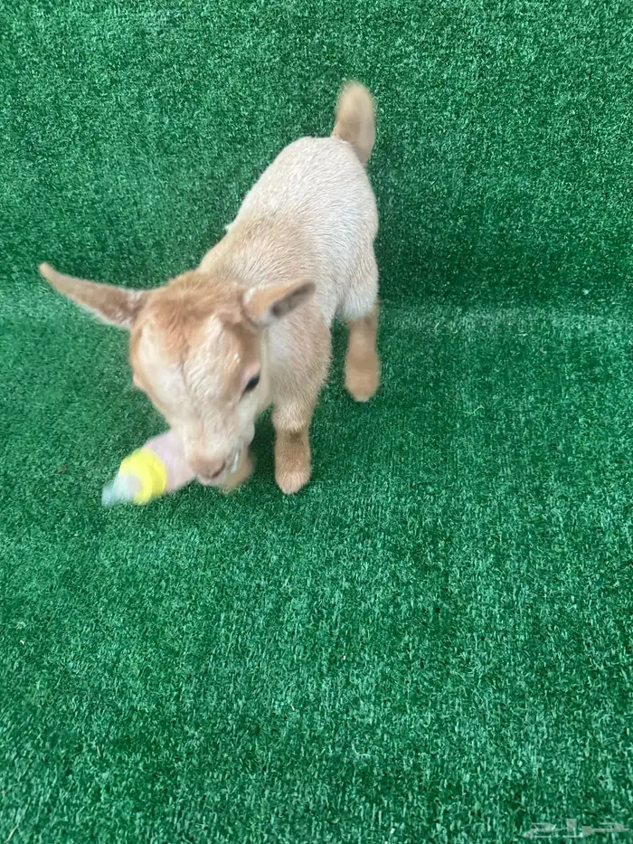 ماعز قزم اليف جدا 1