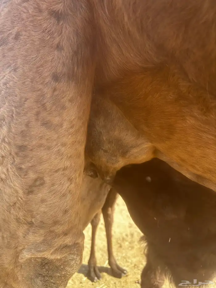 خلفه مصغر ساحليه 2