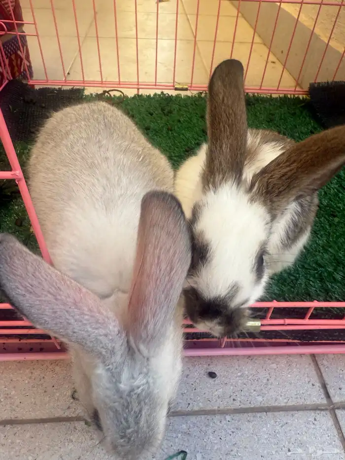 ارانب اليفه 2