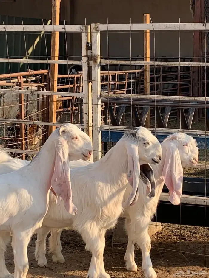 جفرات مشاريك ( تم البيع ) 0