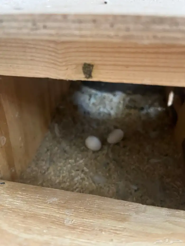 زوج روز منتج شي فاخر للي بيجهز للموسم 3