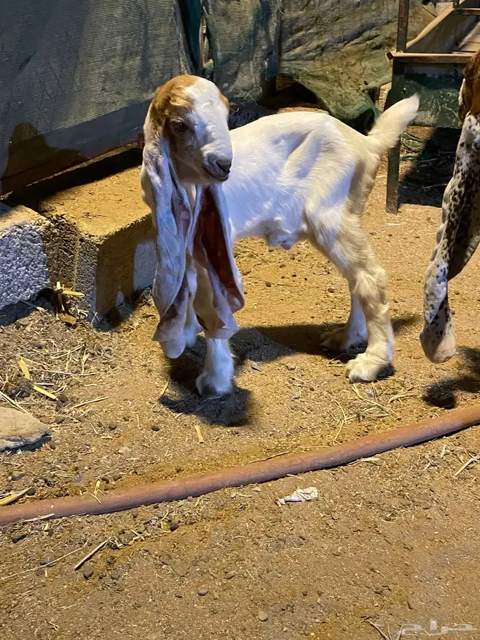 ثلاثه تيوس حجازيه دواغير 6