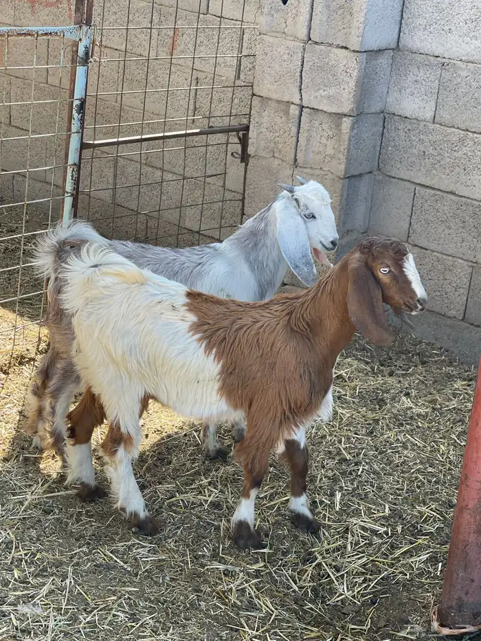 بهم حري وتيوس 27