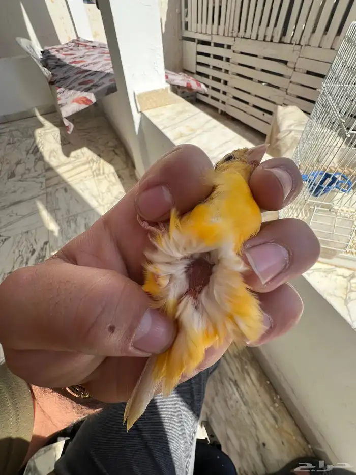 انثى كناري سوري جاهزة(تم البيع) 6