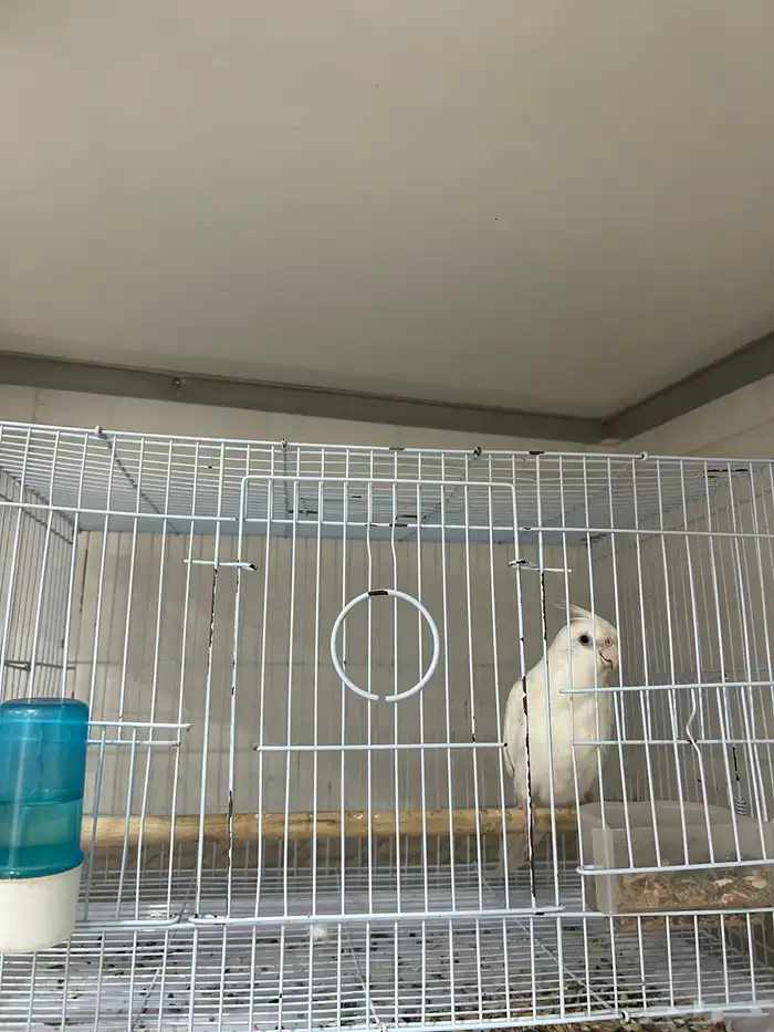 كروان للبيع 0