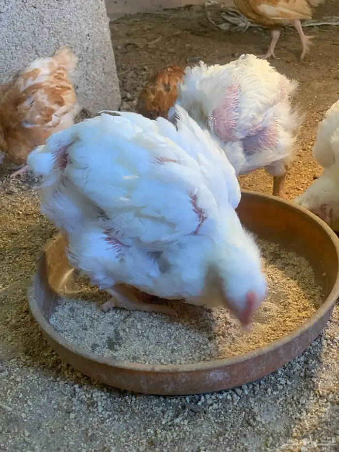 للبيع دجاج لاحم 1