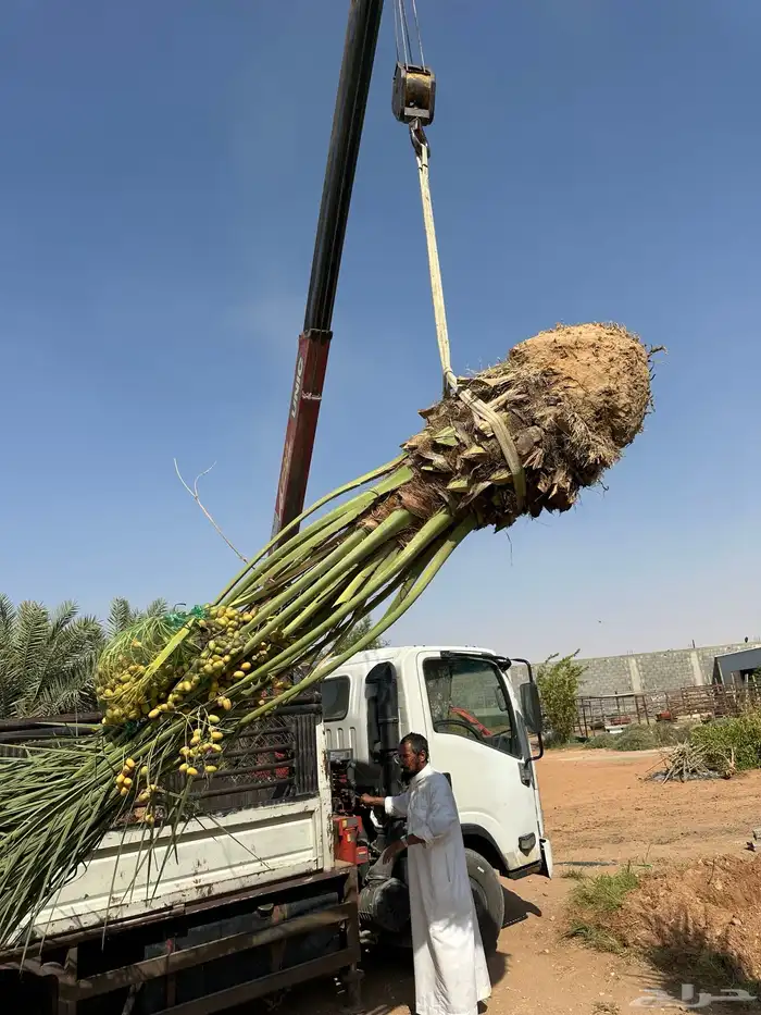 توريد وتركيب نخل لجميع المناطق مثمر 2