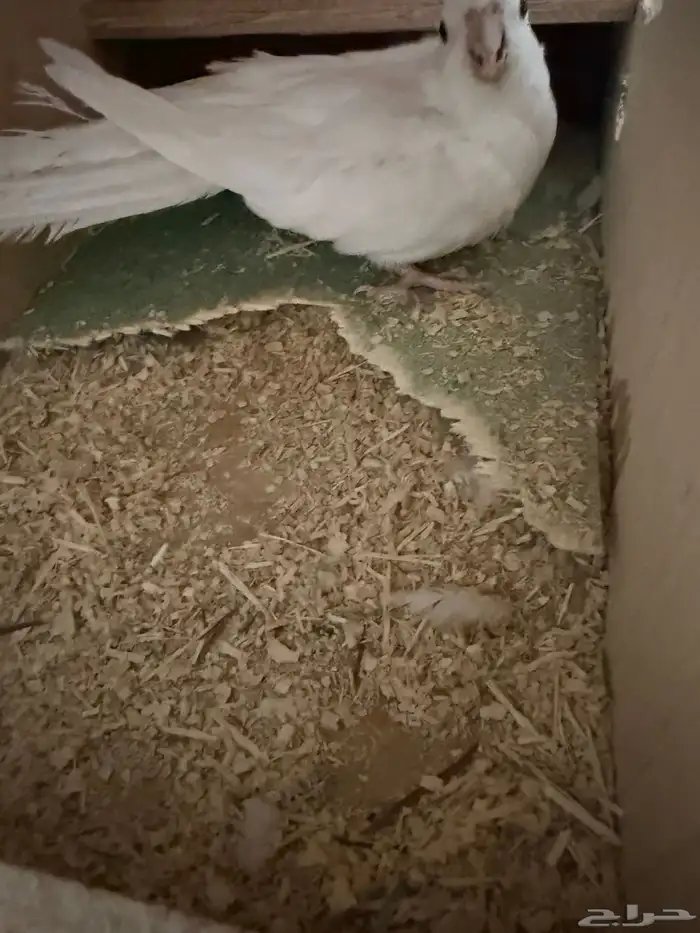 اقفاص 601 وبياضات كروان 3