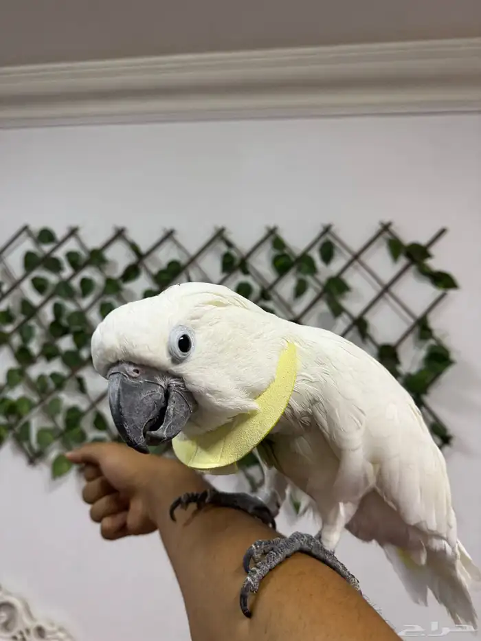 ترويض و فندقة ببغاوات خبرة 11 سنة 3