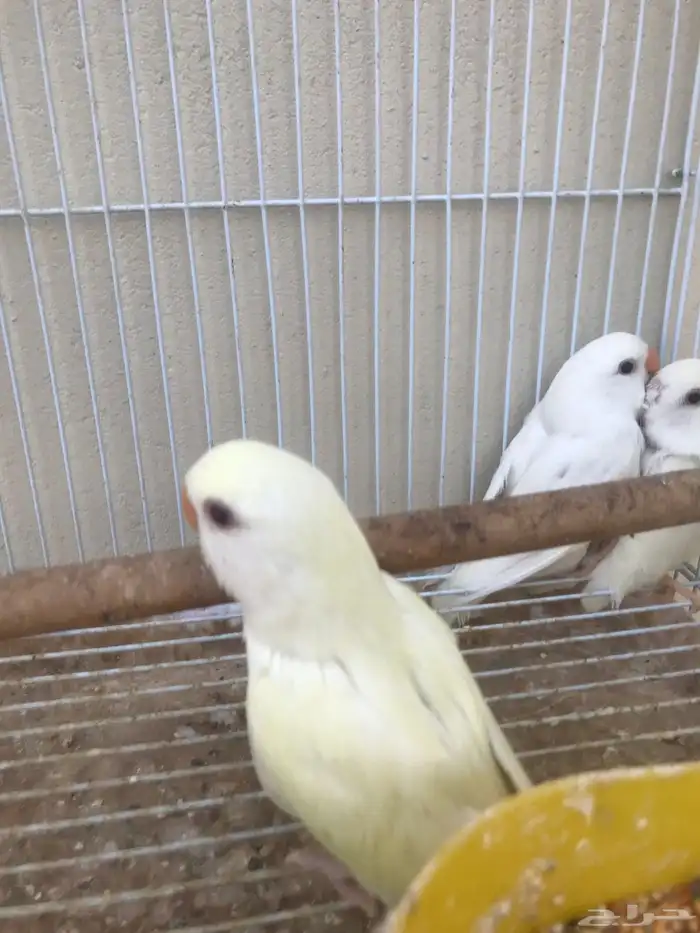 3 فروخ روز عيون حمر بعمر الشهر توي ساحبها من تحت الازواج 0