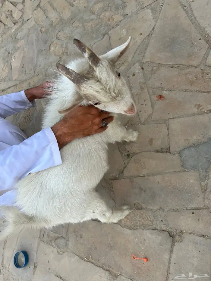الماعز القزم عمره ستة أشهر كنت اروش بس ما قدرت بس هو نظيف 4
