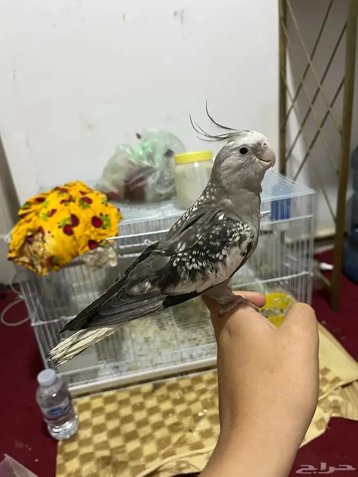 بغبغاء كروان 1